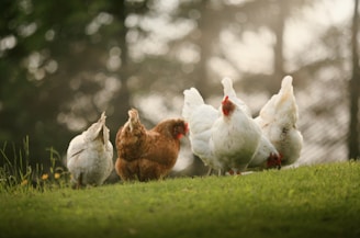 a group of chickens standing on top of a lush green field