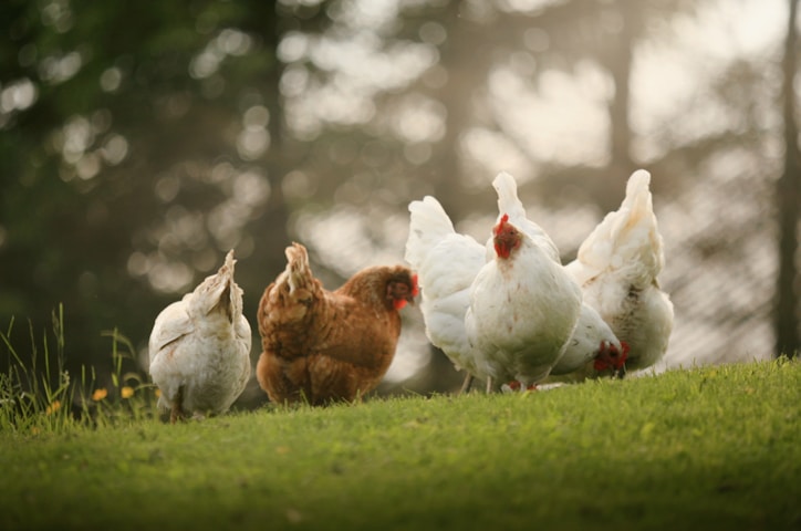 a group of chickens standing on top of a lush green field