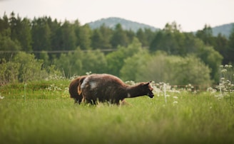 A lush green field with two brown alpacas grazing. In the background, a dense forest stretches with tall trees, and hills can be seen in the distance. The sky is overcast, casting a soft light over the scene. Wildflowers dot the field, adding a touch of white to the greenery.