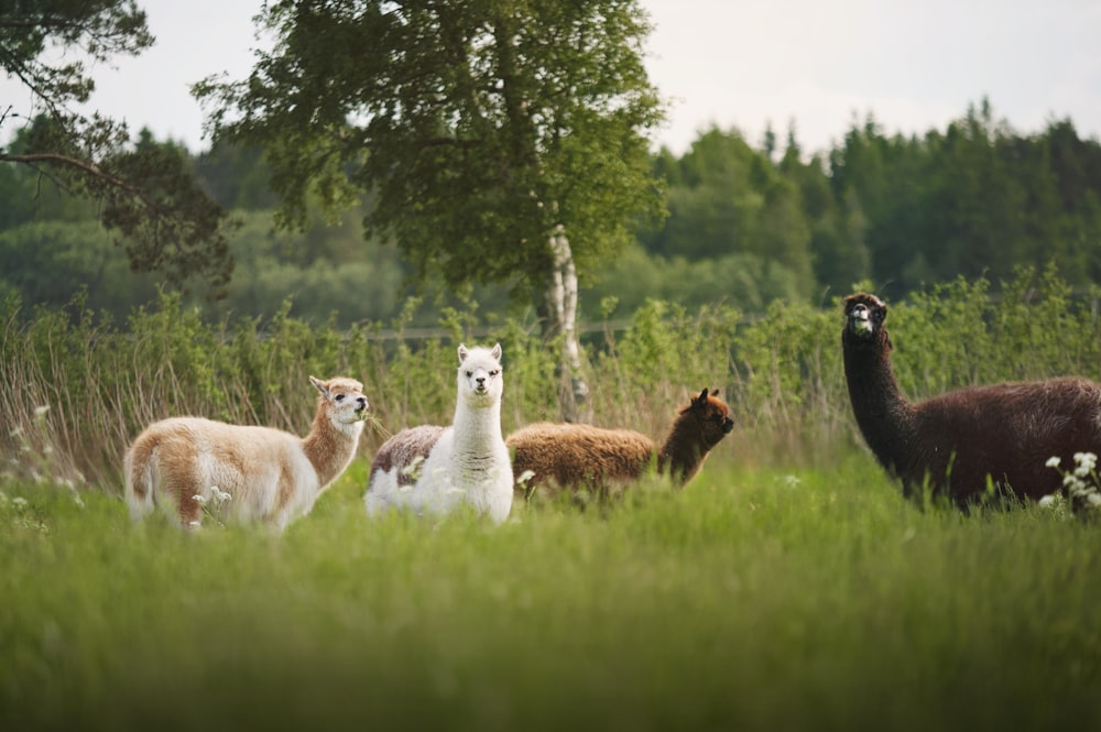 a group of alpacas in a field of tall grass