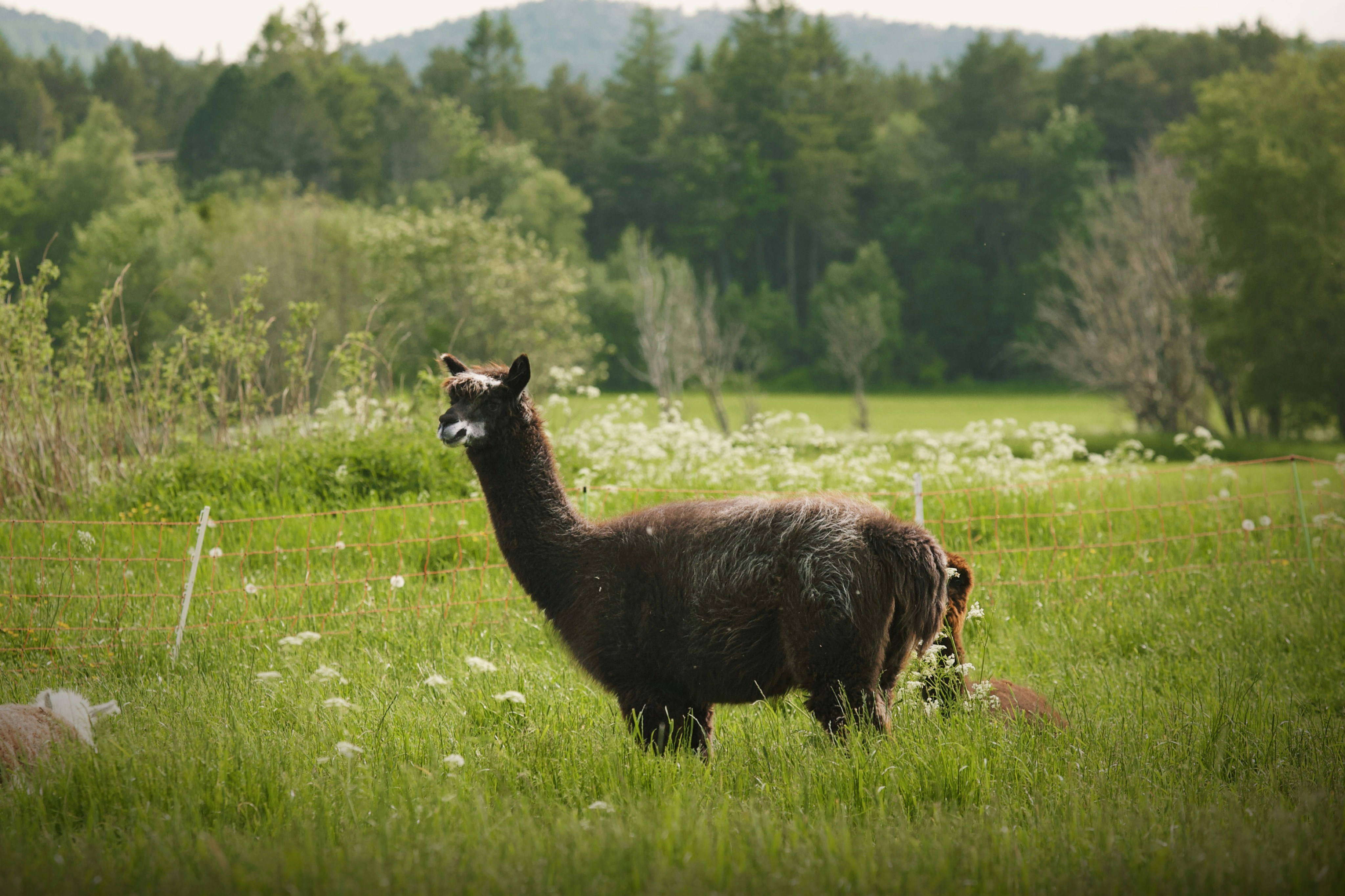 Alpacas: The Fluffy Lawn Mowers with Attitude (image credits: unsplash)