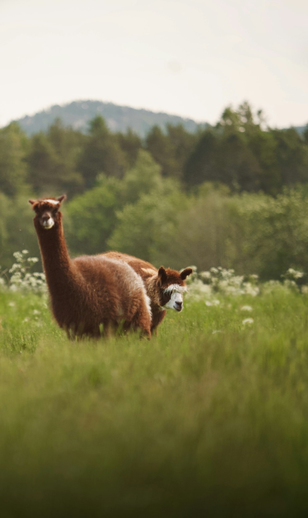 two llamas in a grassy field with trees in the background