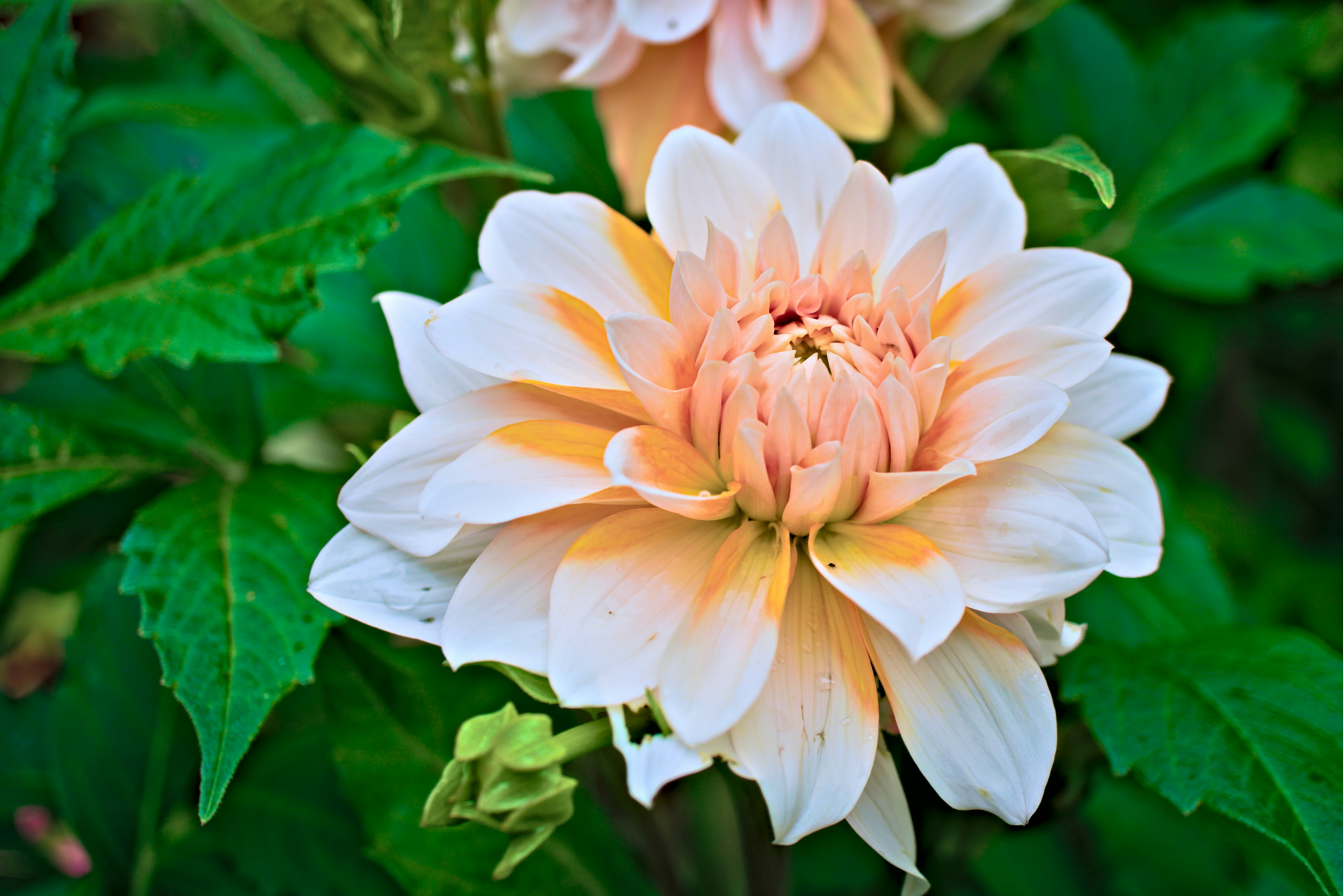 Photo by kosti_2