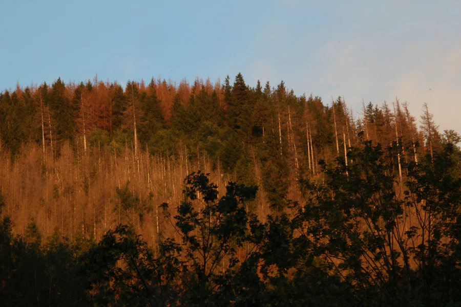 Wald im Selketal (Beispielbild)