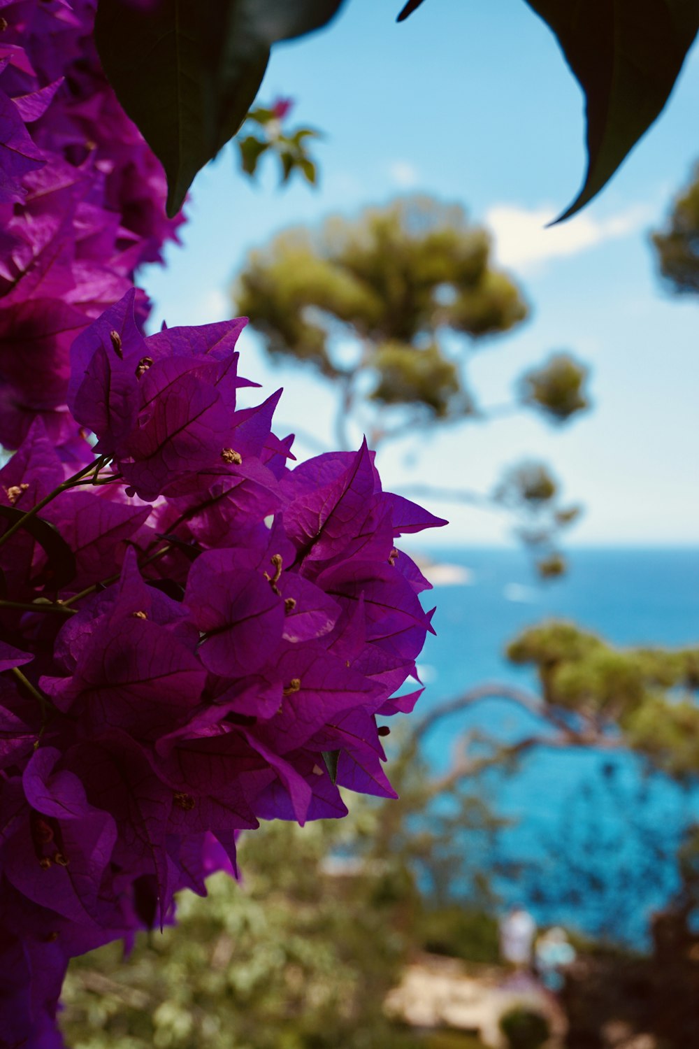 a bunch of purple flowers hanging from a tree