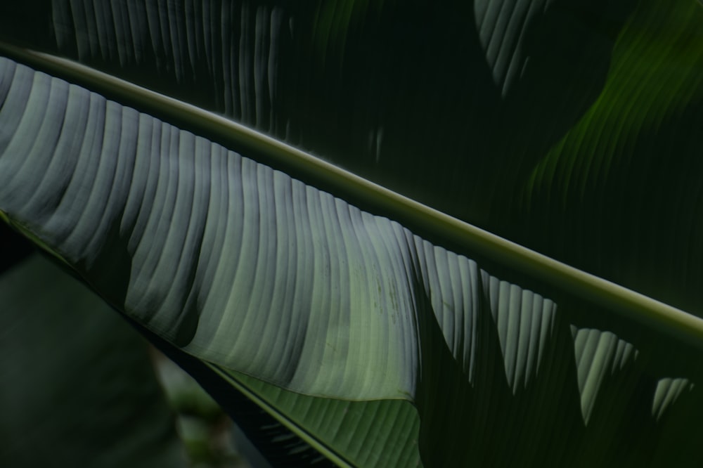 a close up of a large green leaf