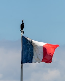 a bird sitting on top of a flag pole