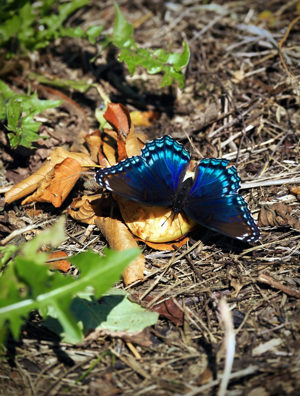a blue butterfly sitting on top of a leaf covered ground