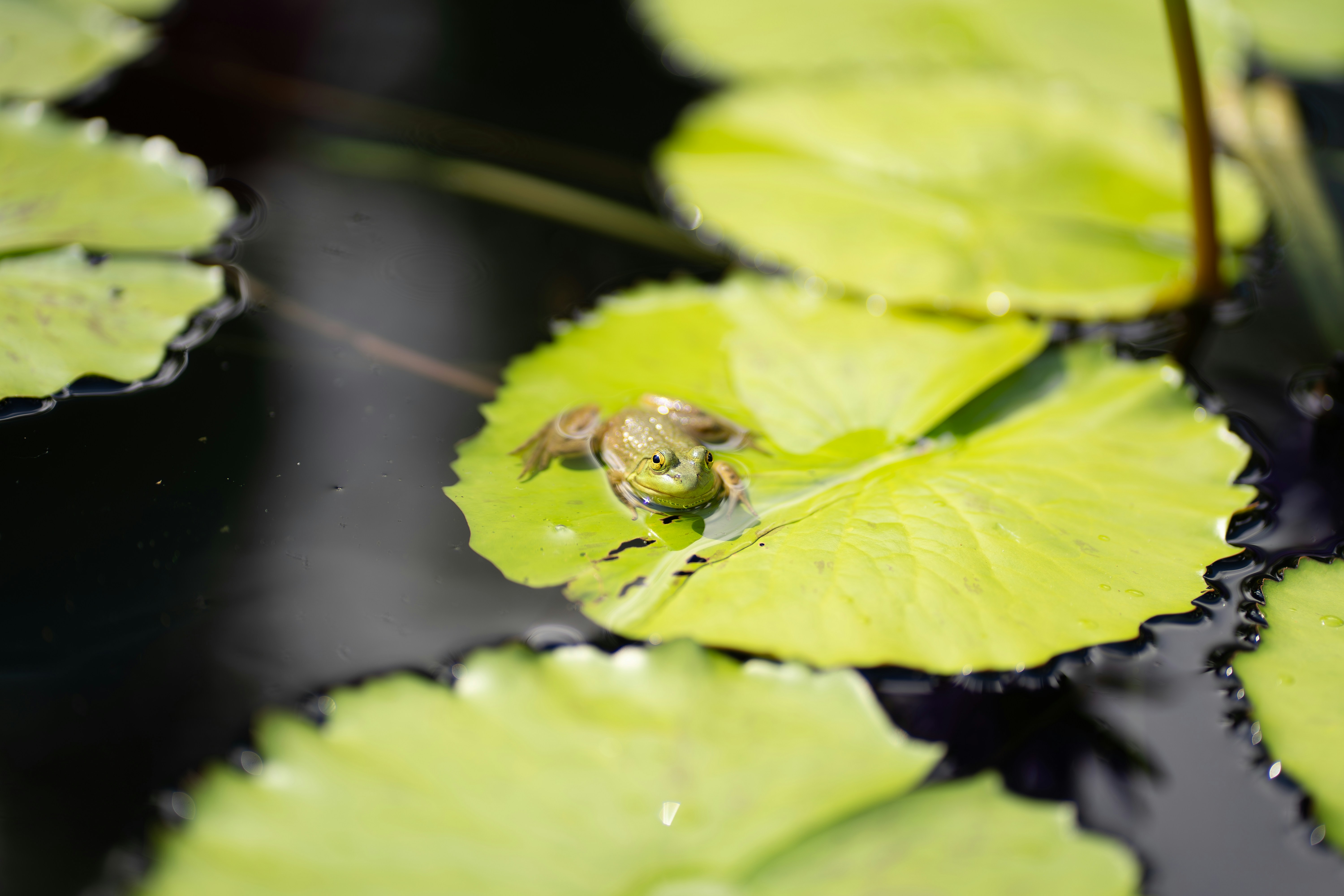 Photo by lilicortezphotography