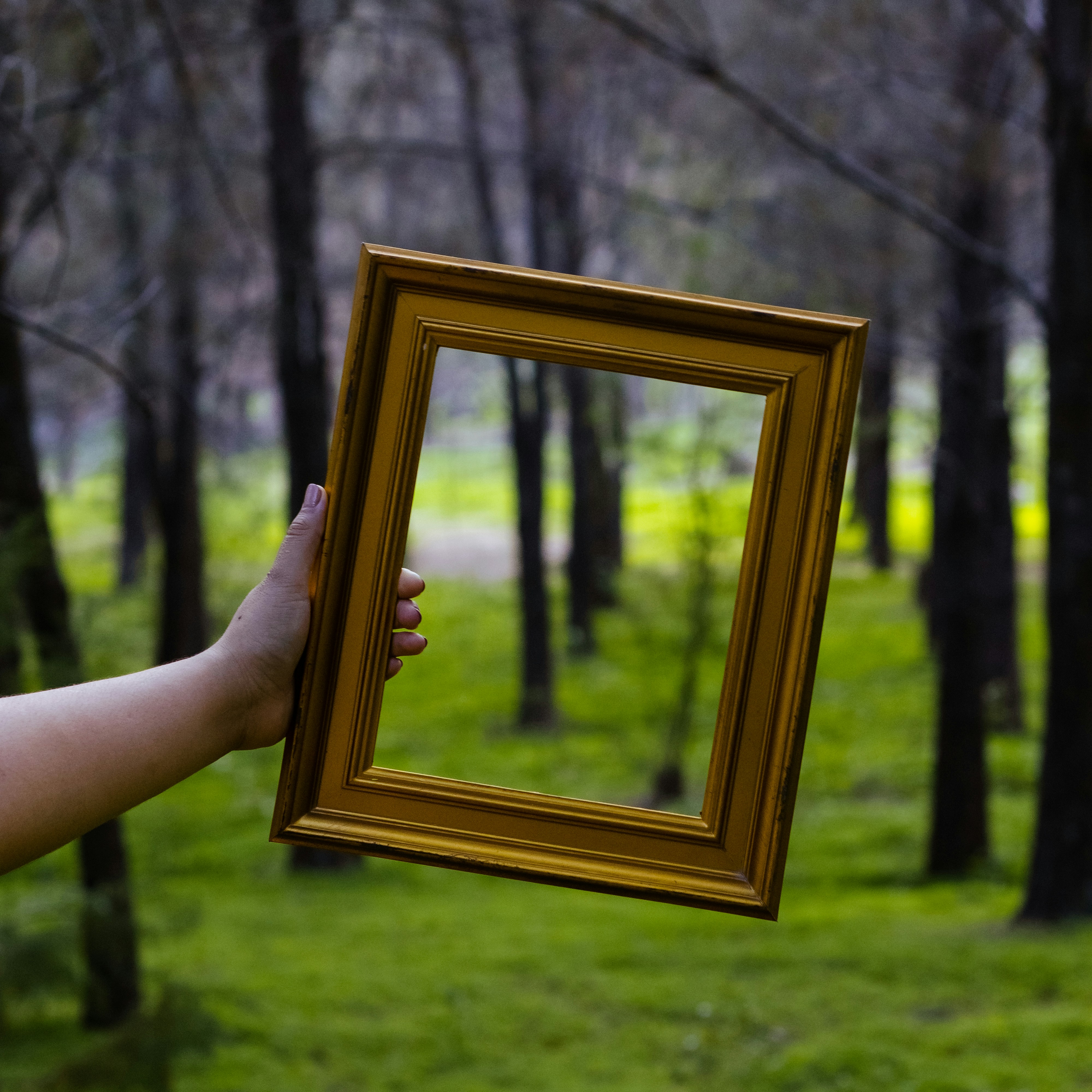 a person holding up a picture frame in a forest