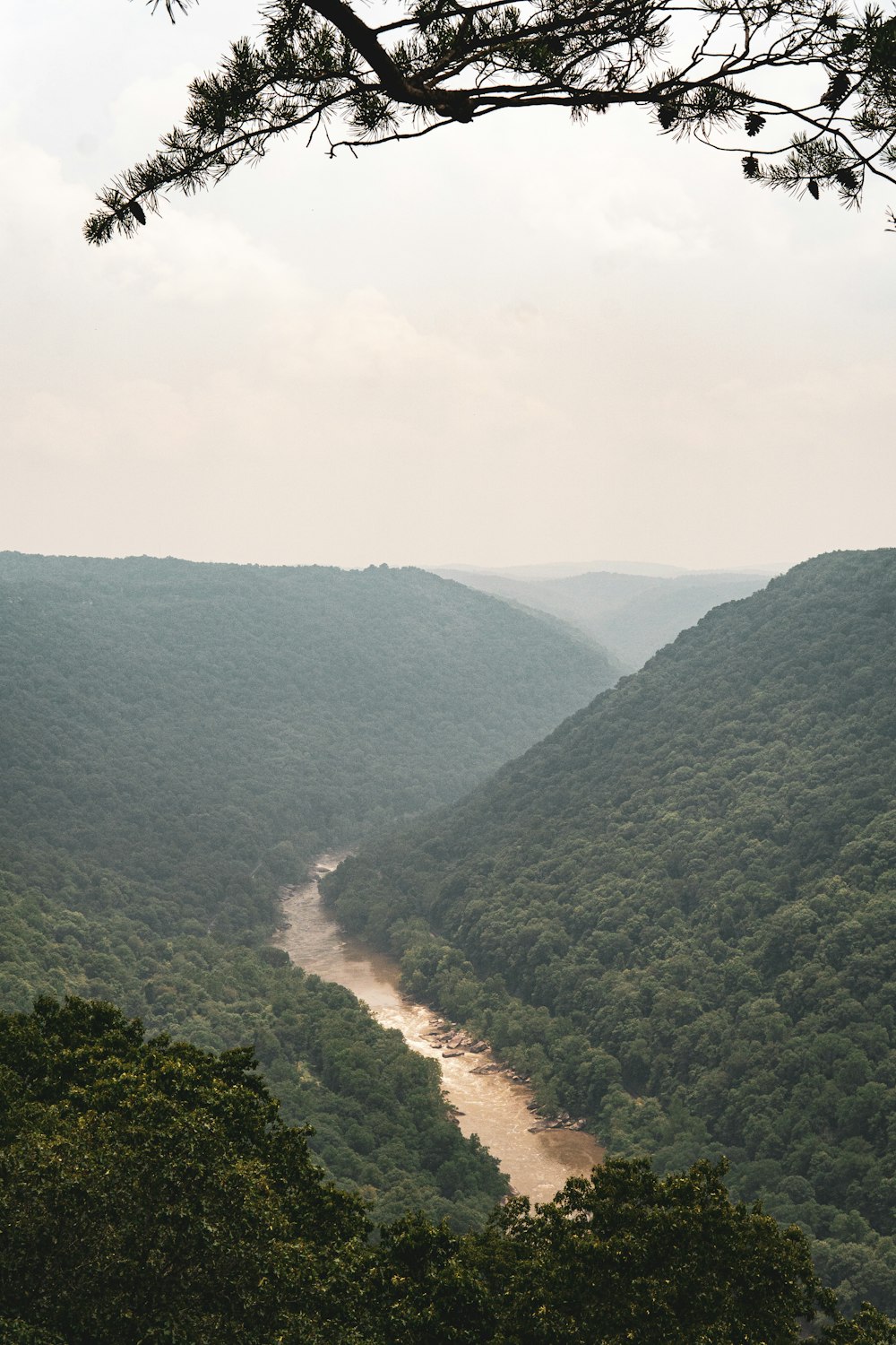 a river flowing through a lush green forest