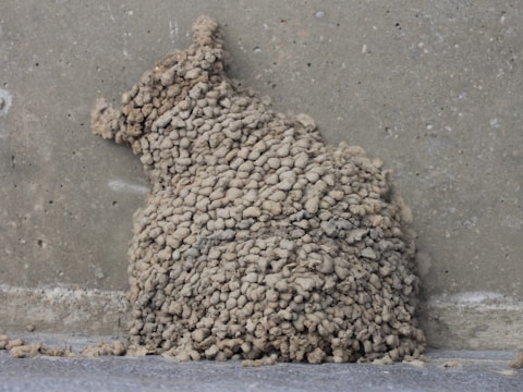 A textured, irregular mass resembling hardened clay or mud is adhered to a concrete wall. The mass consists of numerous small, rounded clumps tightly packed together, creating a rugged, rocky appearance.