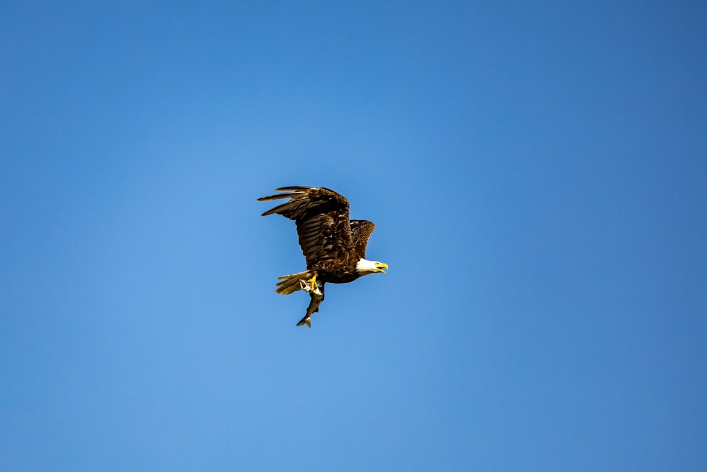 an eagle flying through a blue sky with a fish in it's talon