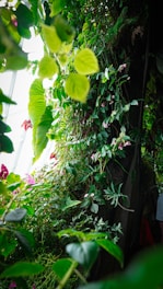 Lush greenery with various types of leaves and plants, some with flowers, thriving under natural light. The scene is vibrant and dense with foliage, suggesting a tropical or greenhouse environment.