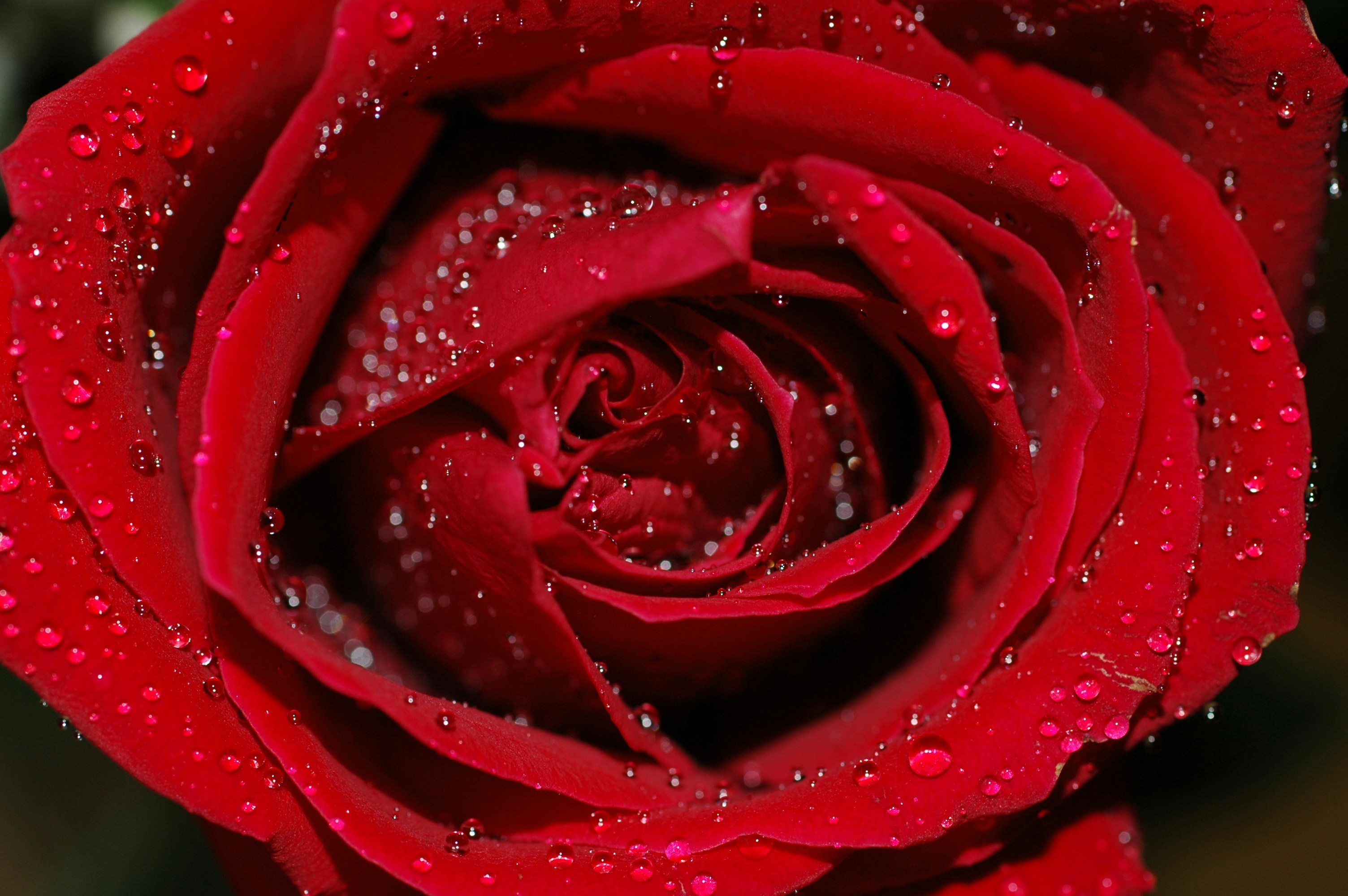 Photo by spiritofgypsy