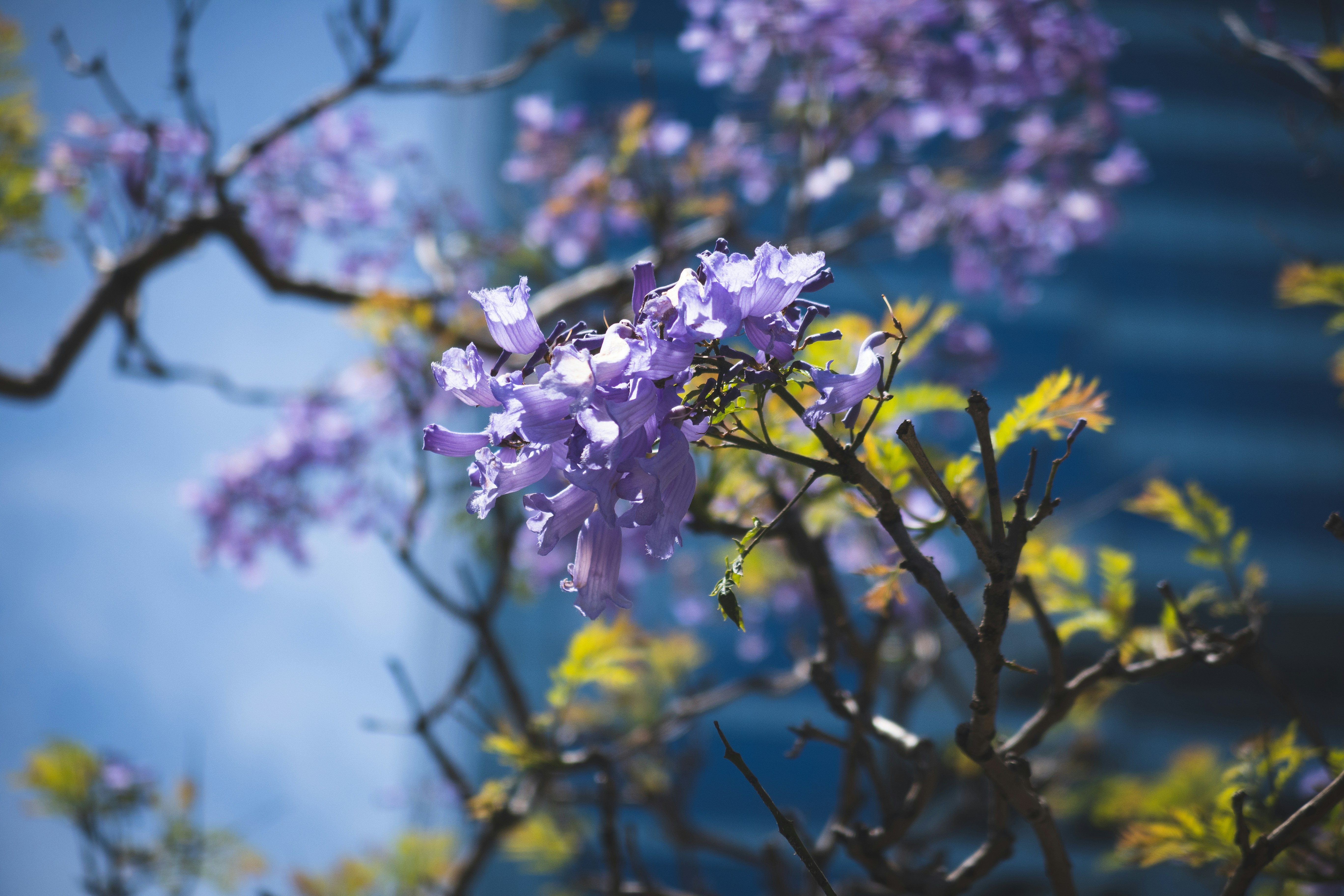 a tree with purple flowers in front of a building