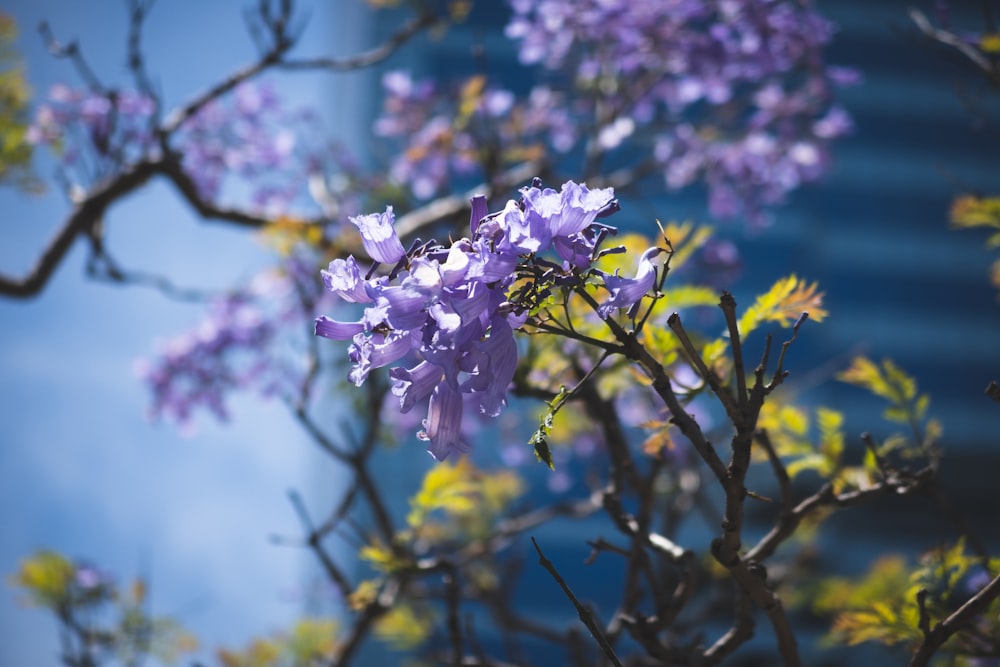 a tree with purple flowers in front of a building