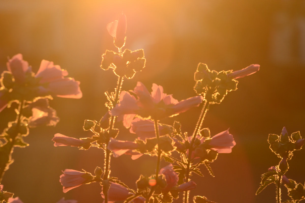 Warm golden sunlight, the fire of the solar plexus