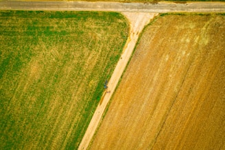 An aerial view of two large fields divided by a dirt path. One field is lush and green, while the other is a golden brown, indicating possible different crops or stages of harvest. A narrow asphalt road is visible at the top of the image, separating the field area from what might be another land use. The difference in colors between the fields provides a striking contrast.