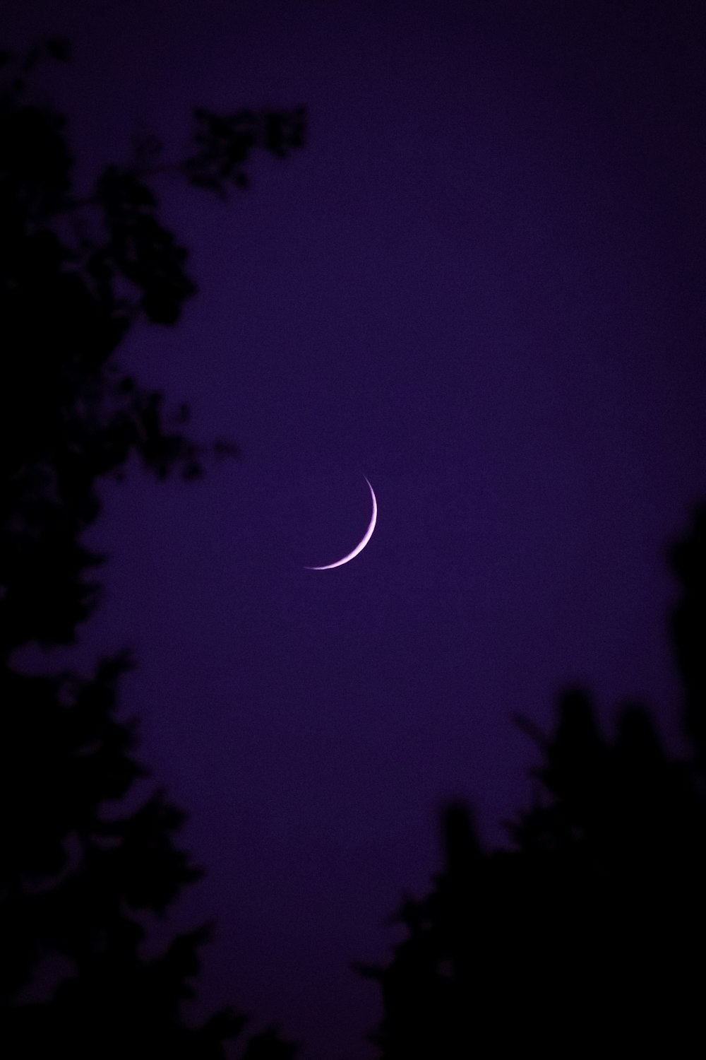 a crescent moon is seen through the trees