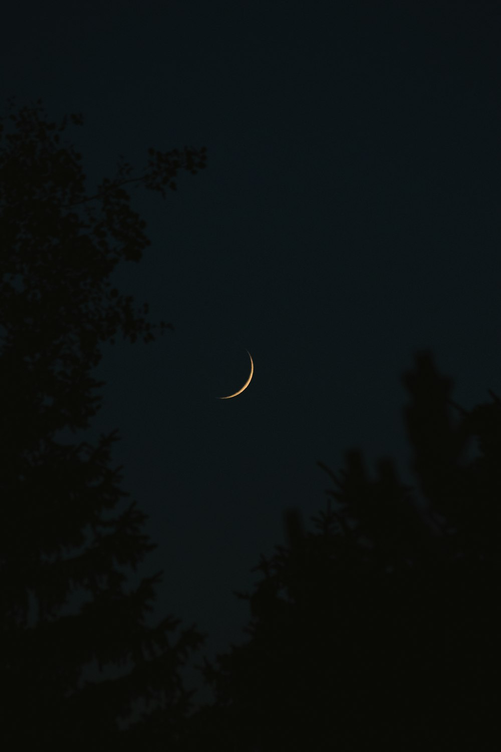 the moon is seen through the trees at night