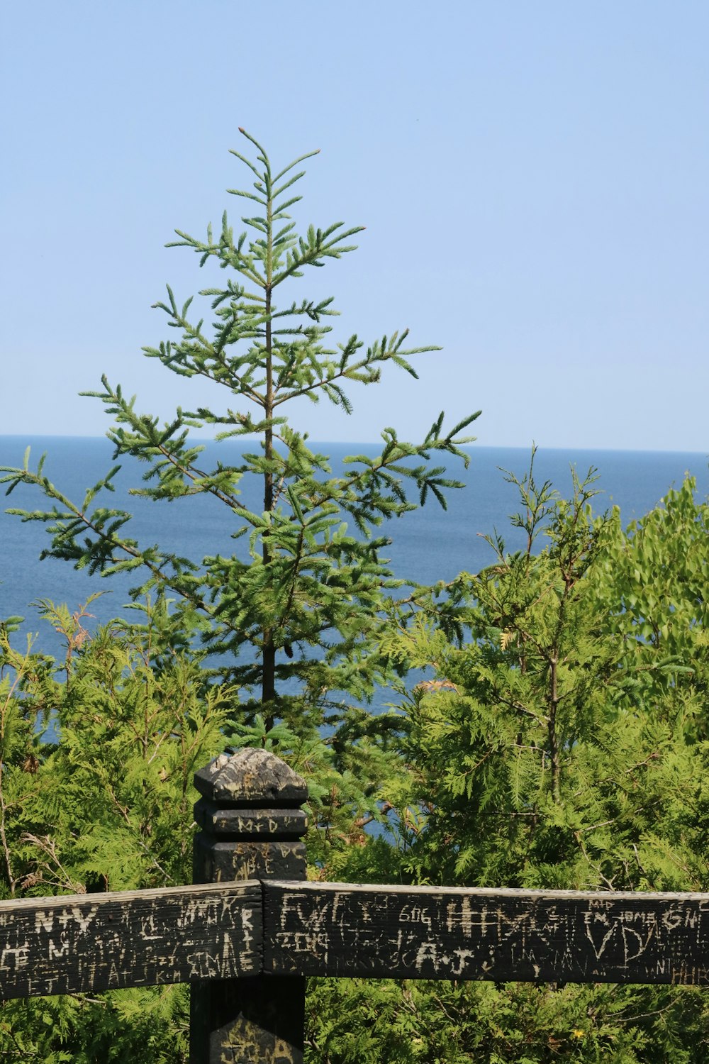 a wooden fence with a pine tree in the background