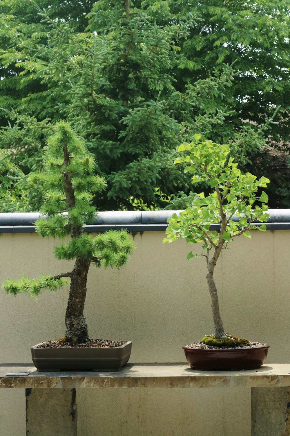 three bonsai trees in pots on a ledge