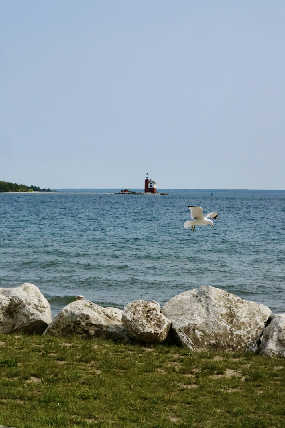 a bird flying over a body of water