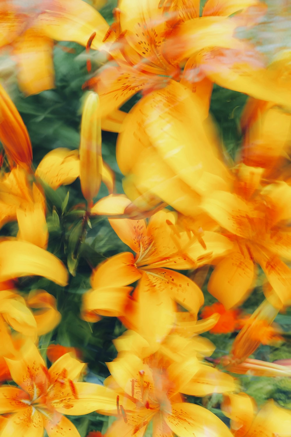 a blurry photo of yellow flowers with green leaves