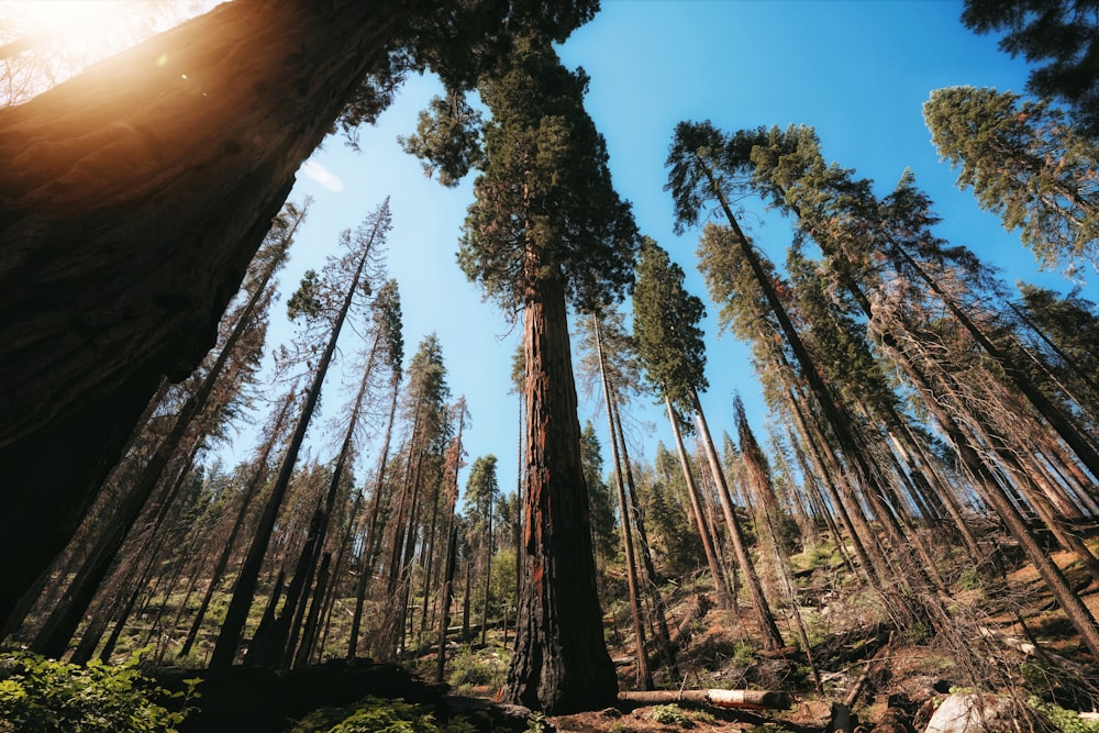 a forest filled with lots of tall trees