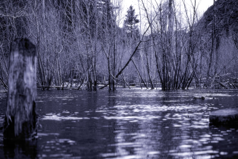 a swampy area with trees and water