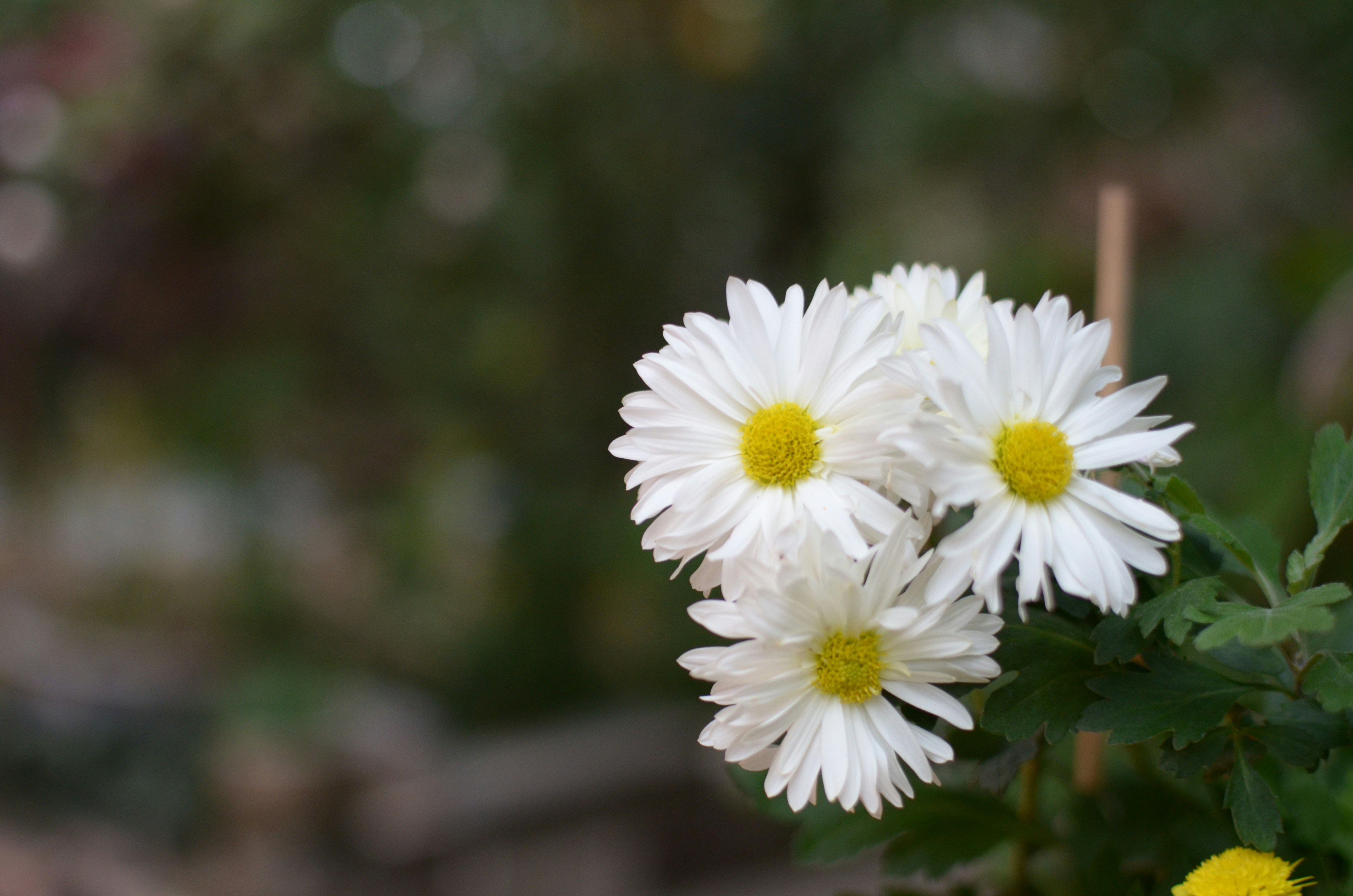 a bunch of white flowers with yellow centers