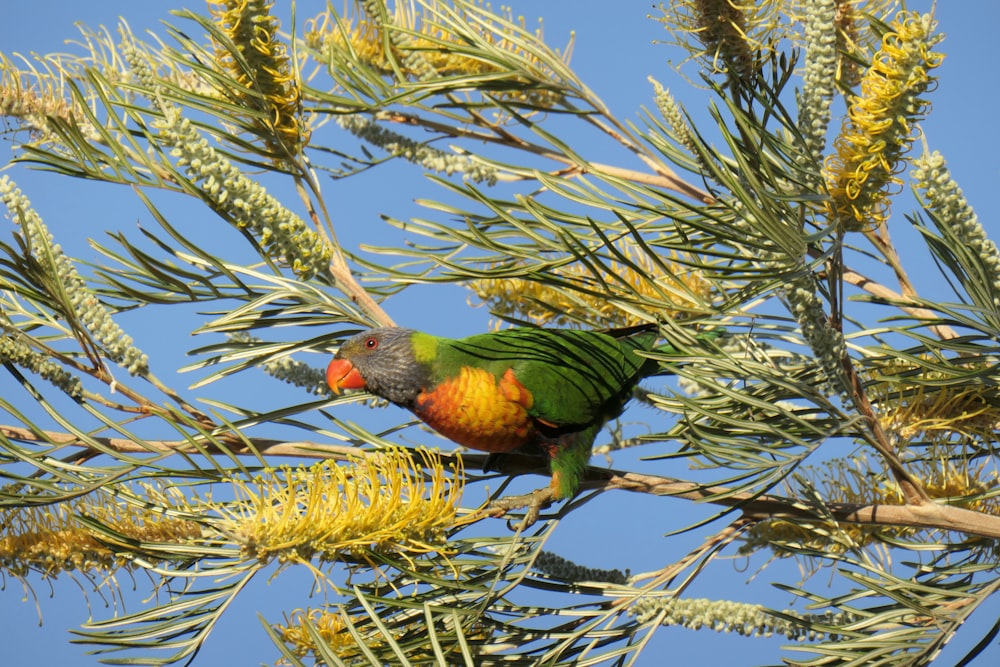 Un pájaro colorido posado en la cima de la rama de un árbol