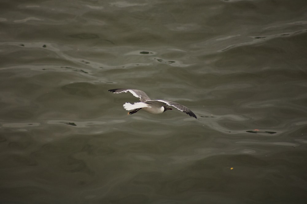 a seagull flying over a body of water