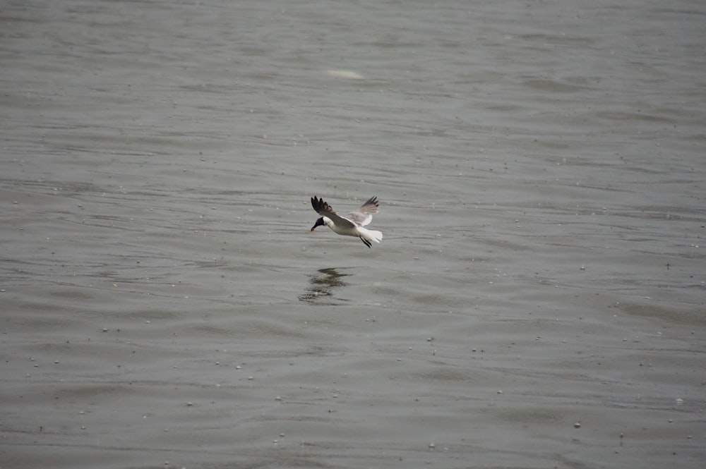 a seagull flying over a body of water