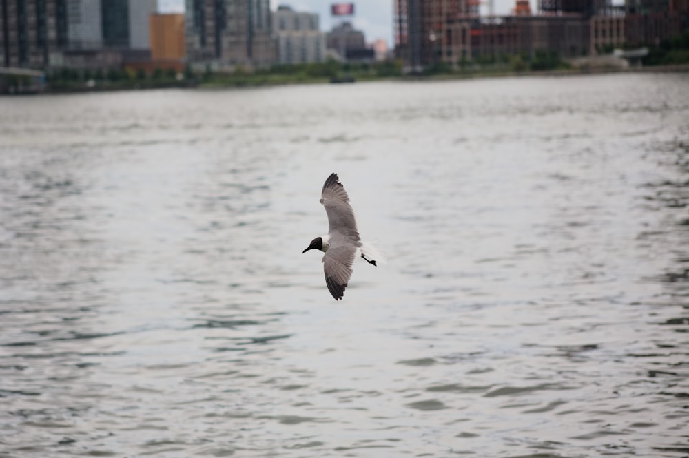 a bird flying over a body of water