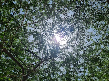 Sunlight filtering through a canopy of gum leaves, casting peaceful shadows on a cozy meditation spot.
