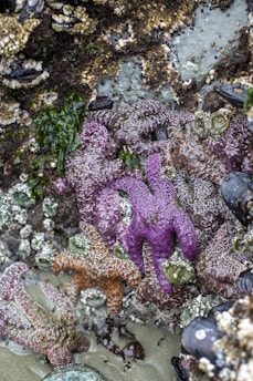 A rocky intertidal zone crowded with sea life, including sea stars of various colors such as purple and orange, clinging to the wet rocks. Surrounding the sea stars are barnacles, mussels, and anemones, adding to the diverse ecosystem.