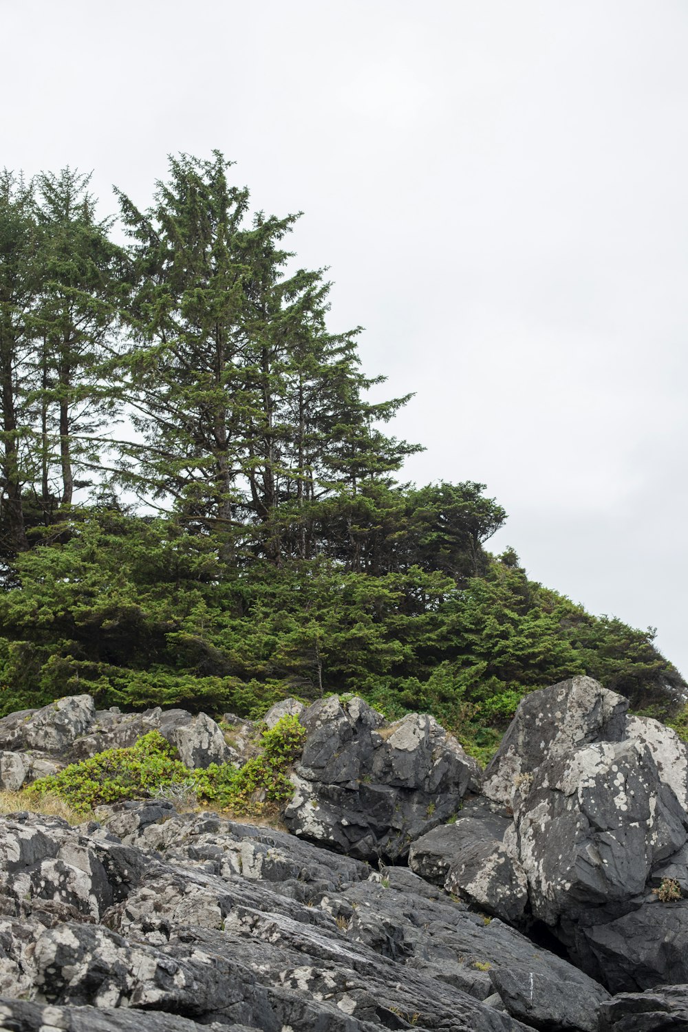 a rocky shore with trees on top of it