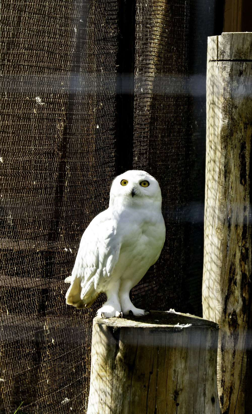 a white owl sitting on top of a wooden post