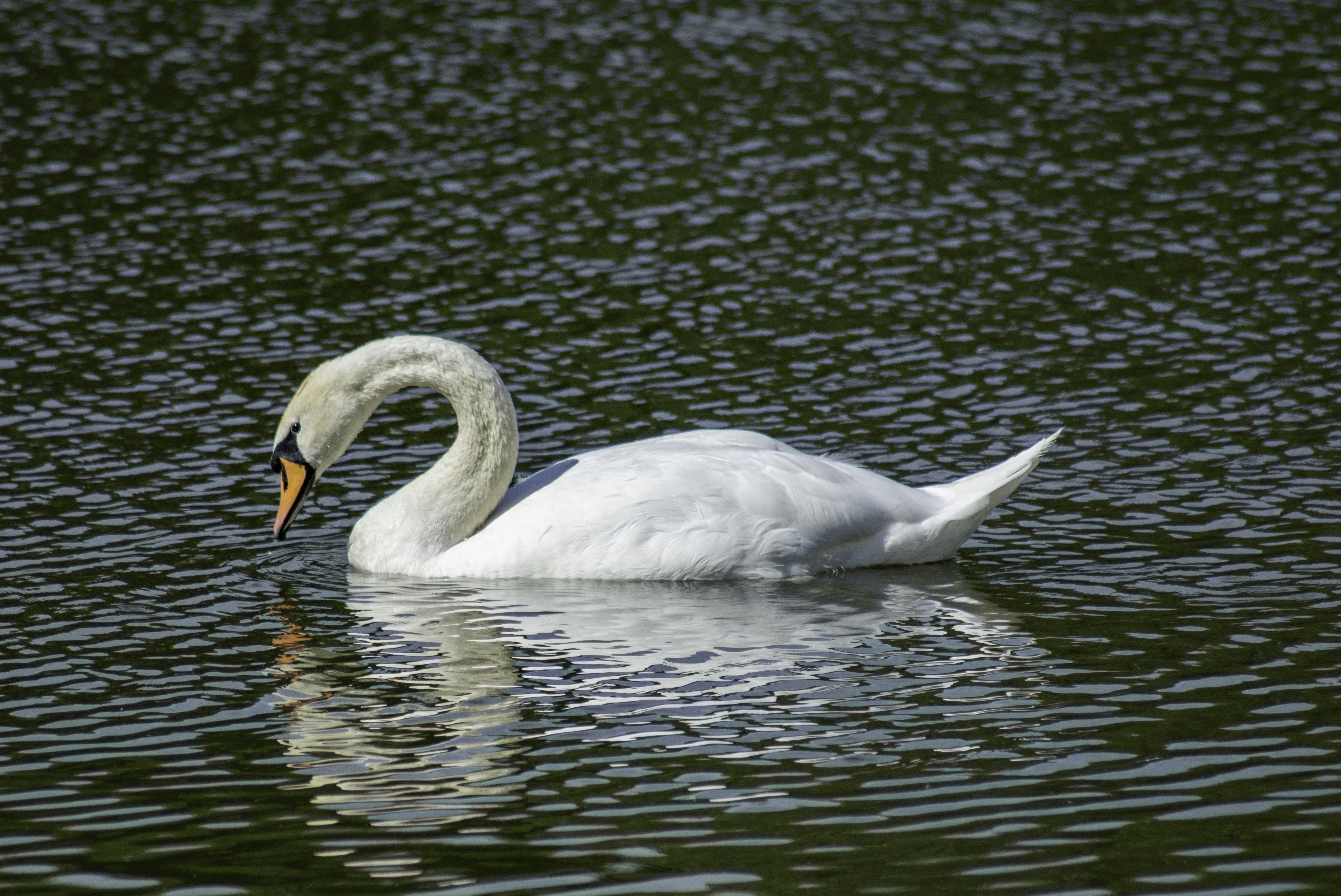 Photo by alex_devera