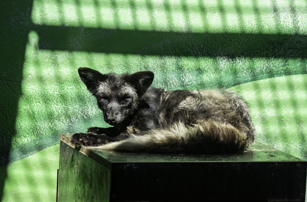 a dog laying on top of a wooden table