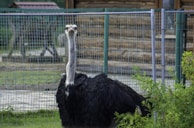 An ostrich stands behind a wire mesh fence, with rustic wooden structures in the background. The bird's tall neck is upright, and its black and white plumage is clearly visible. Greenery partially surrounds the lower part of the ostrich.