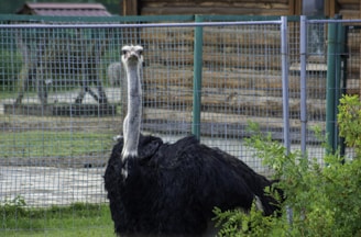 An ostrich stands behind a wire mesh fence, with rustic wooden structures in the background. The bird's tall neck is upright, and its black and white plumage is clearly visible. Greenery partially surrounds the lower part of the ostrich.