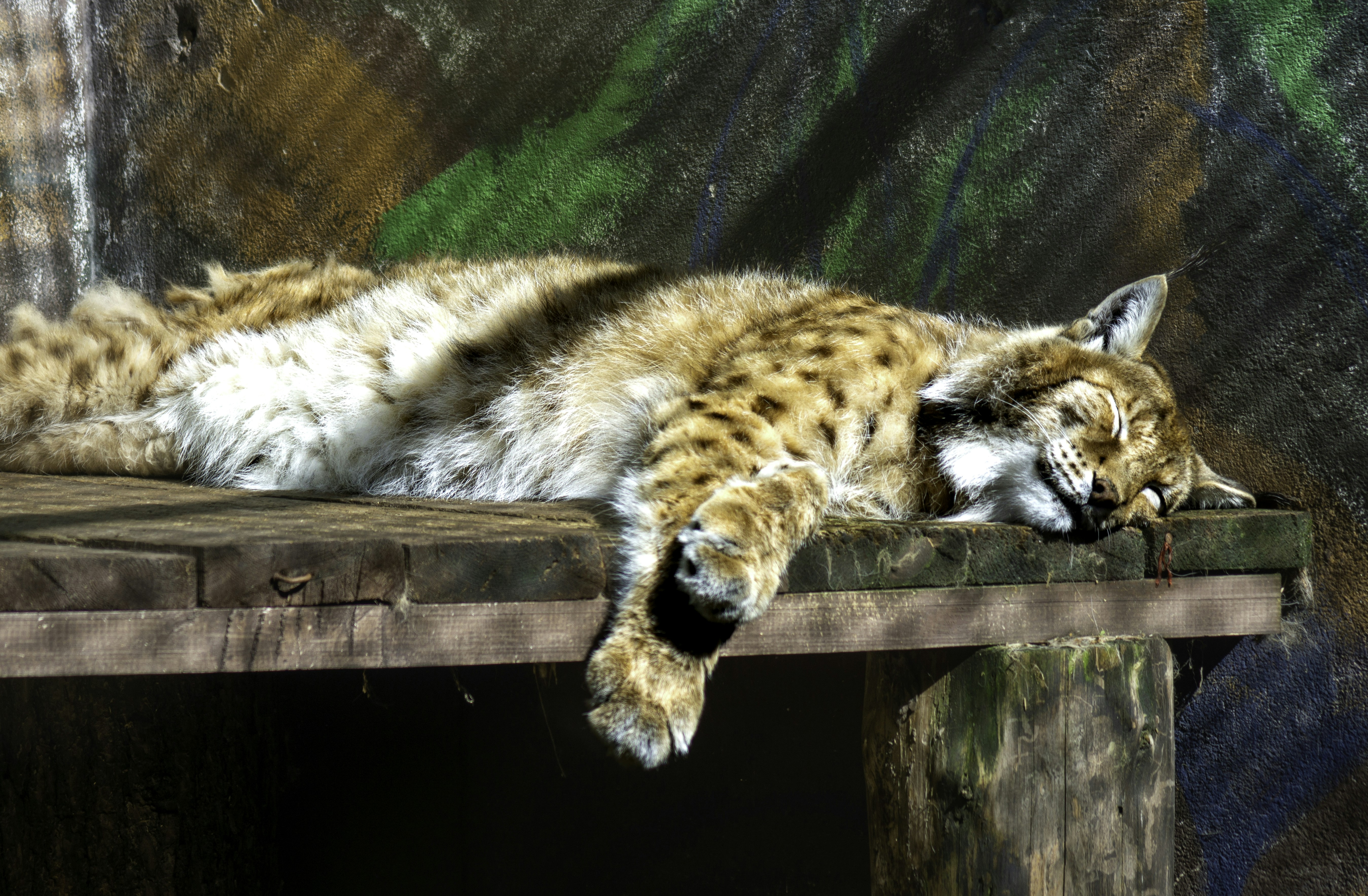 a cat that is laying down on a table