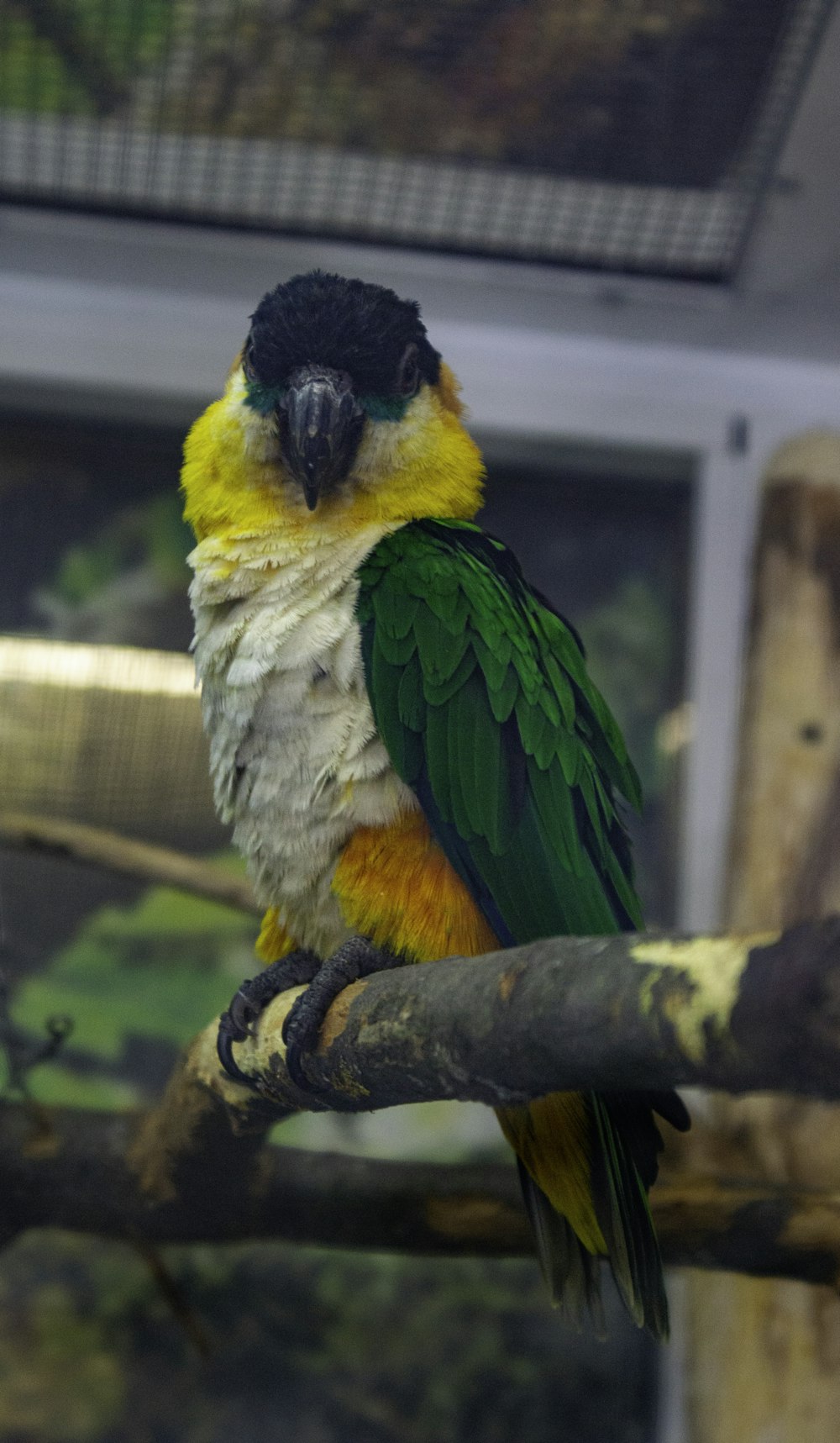 a colorful bird sitting on top of a tree branch