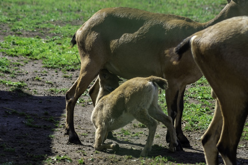 A young goat is nursing from its mother in a grassy, outdoor setting. The sunlight casts shadows on the ground, and other goats are partially visible nearby.