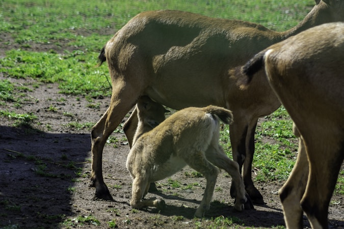 A young goat is nursing from its mother in a grassy, outdoor setting. The sunlight casts shadows on the ground, and other goats are partially visible nearby.