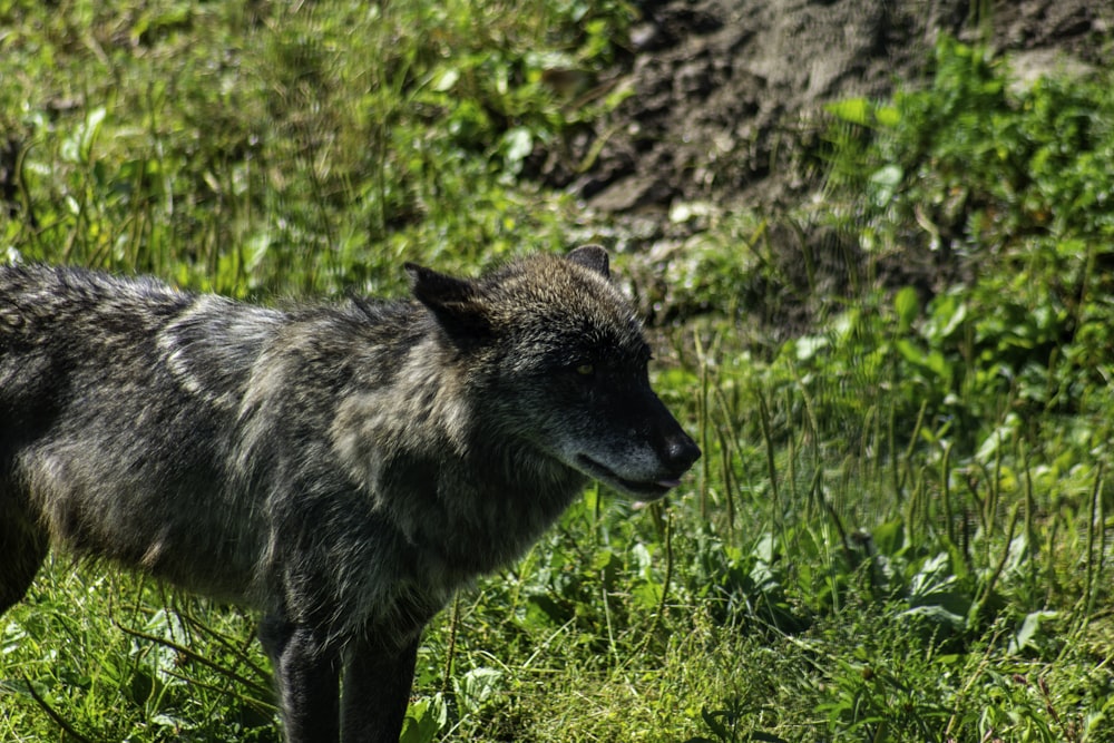 a wolf standing in a field of green grass