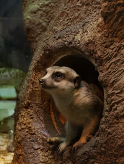 A meerkat is peering out from a rounded, textured burrow or hole within a natural habitat. The environment has earthy tones and a rugged surface.